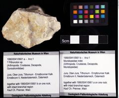 Foto (Objket + Etiketten) von ? Pithonoton sp. 